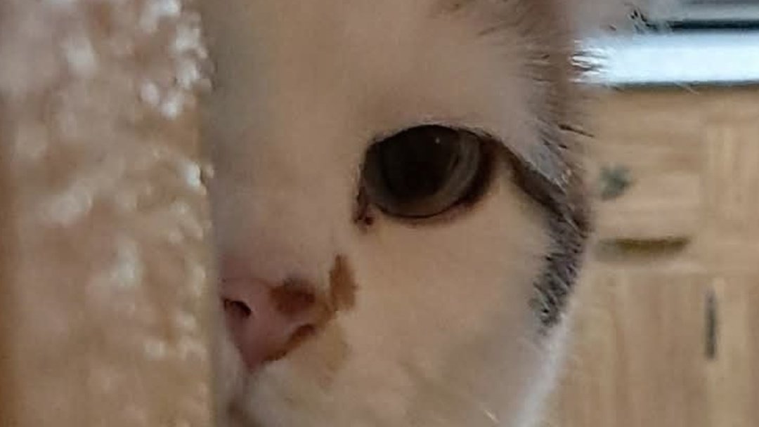 𝐀𝐥𝐞𝐱 🐺 tweet media