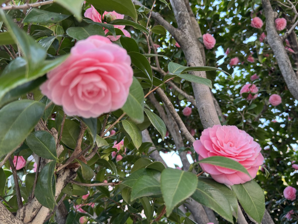 高田明美(マミと野明の母(?)♡) tweet media