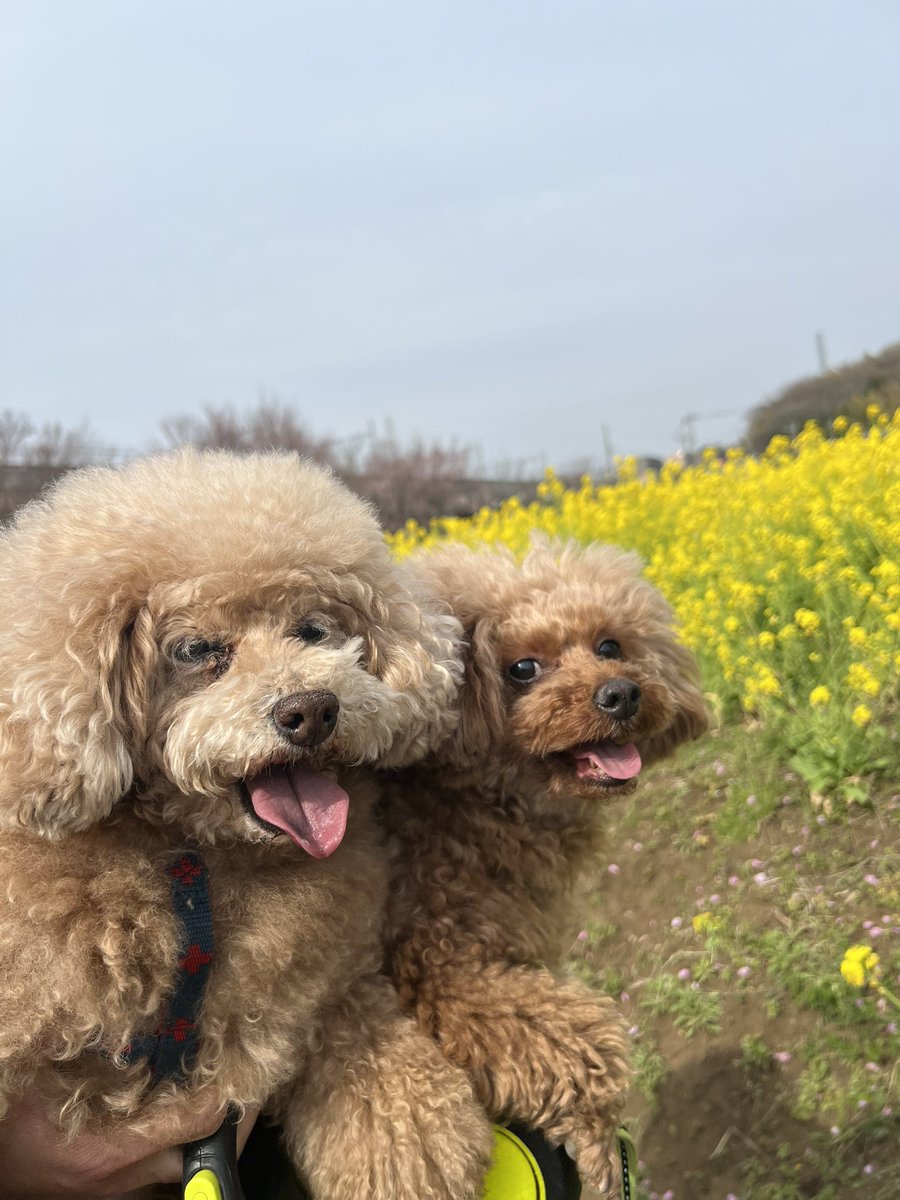 泉ノ波あみとあみです、どうも。 tweet media