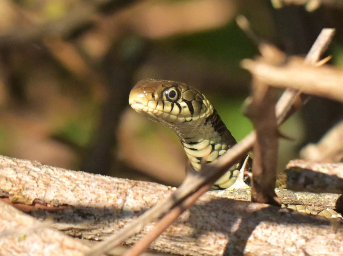 stuart j mundy tweet media