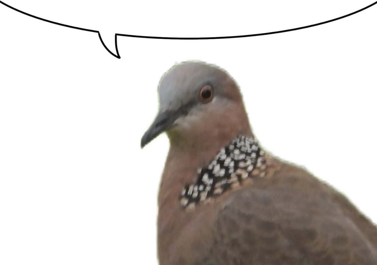 早露泡泡兔（四代目）寻回推油中 tweet media