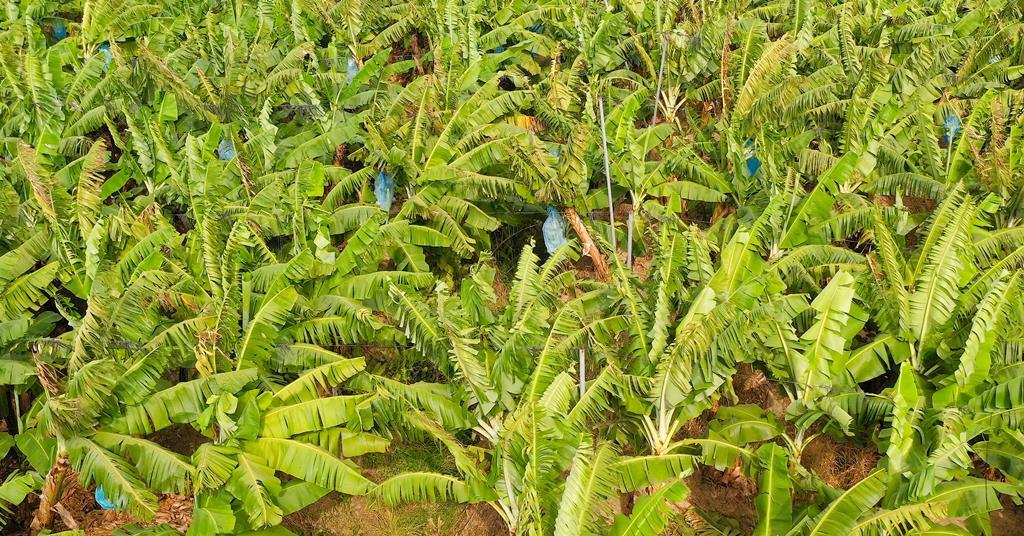 Asiafruit Knowledge Centre tweet media