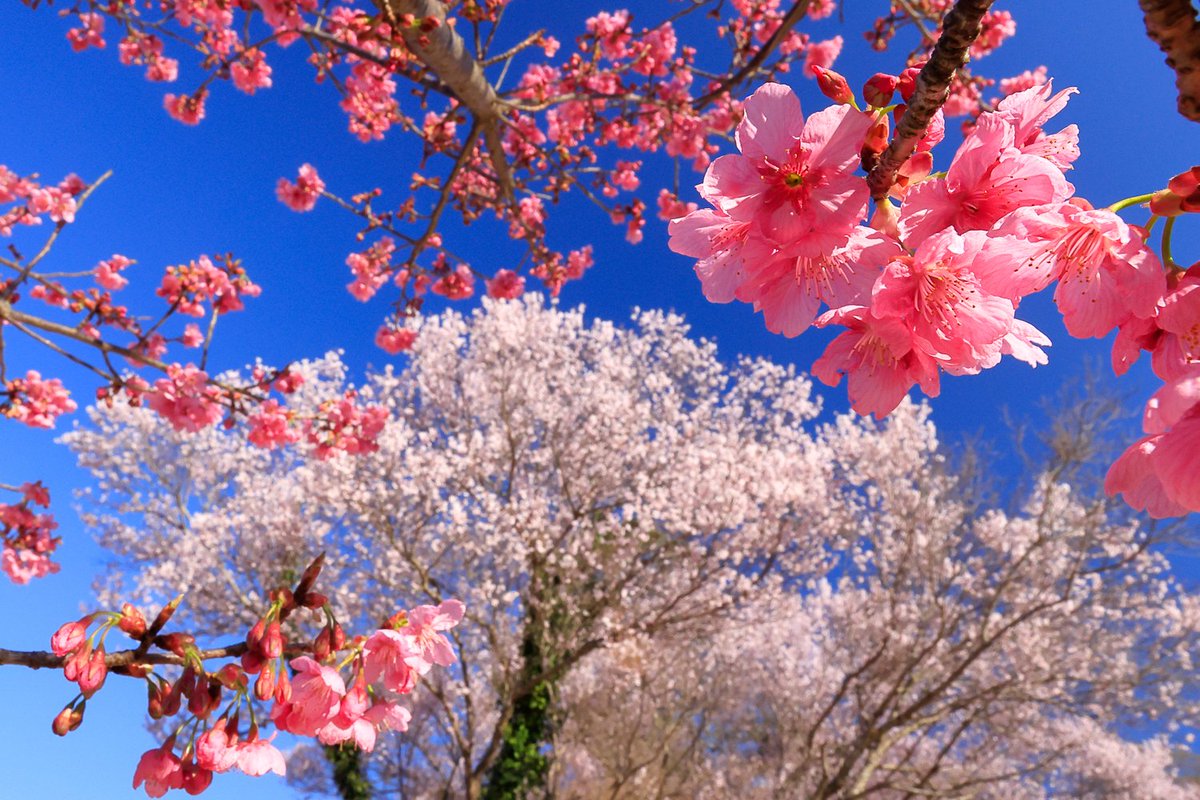 RAKUROSANPO's tweet photo. 追分市民の森、ソメイヨシノも少し咲き始めました。
2026.03.24撮影

#追分市民の森 #桜 #ｿﾒｲﾖｼﾉ #寒緋桜 #ﾒｼﾞﾛ #菜の花 #横浜市旭区 #横浜市 https://t.co/cIpWzw2uLm