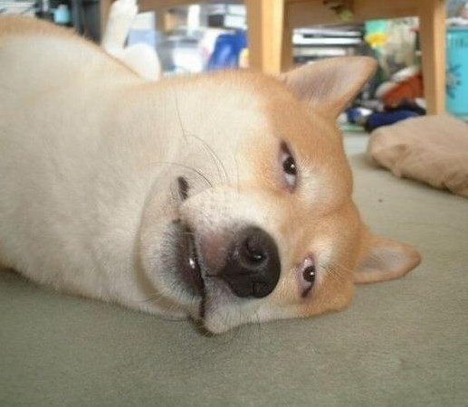 신린이/코겸사/서코 양일 참가 tweet media