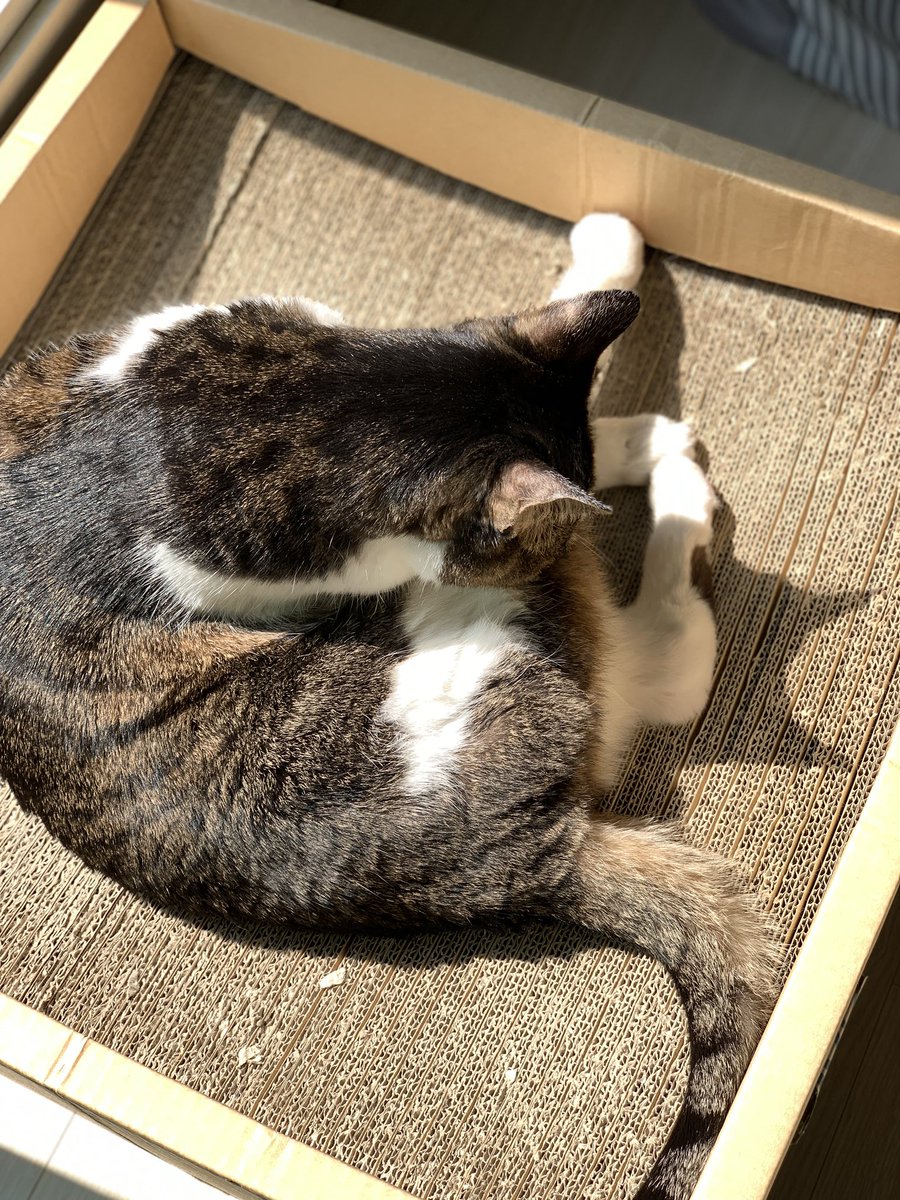 달님이 tweet media