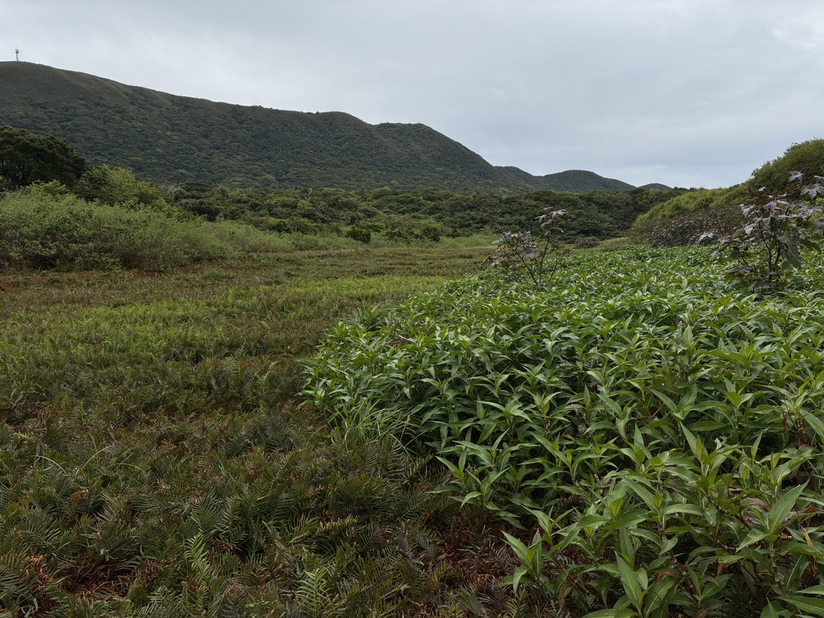 オカピー tweet media