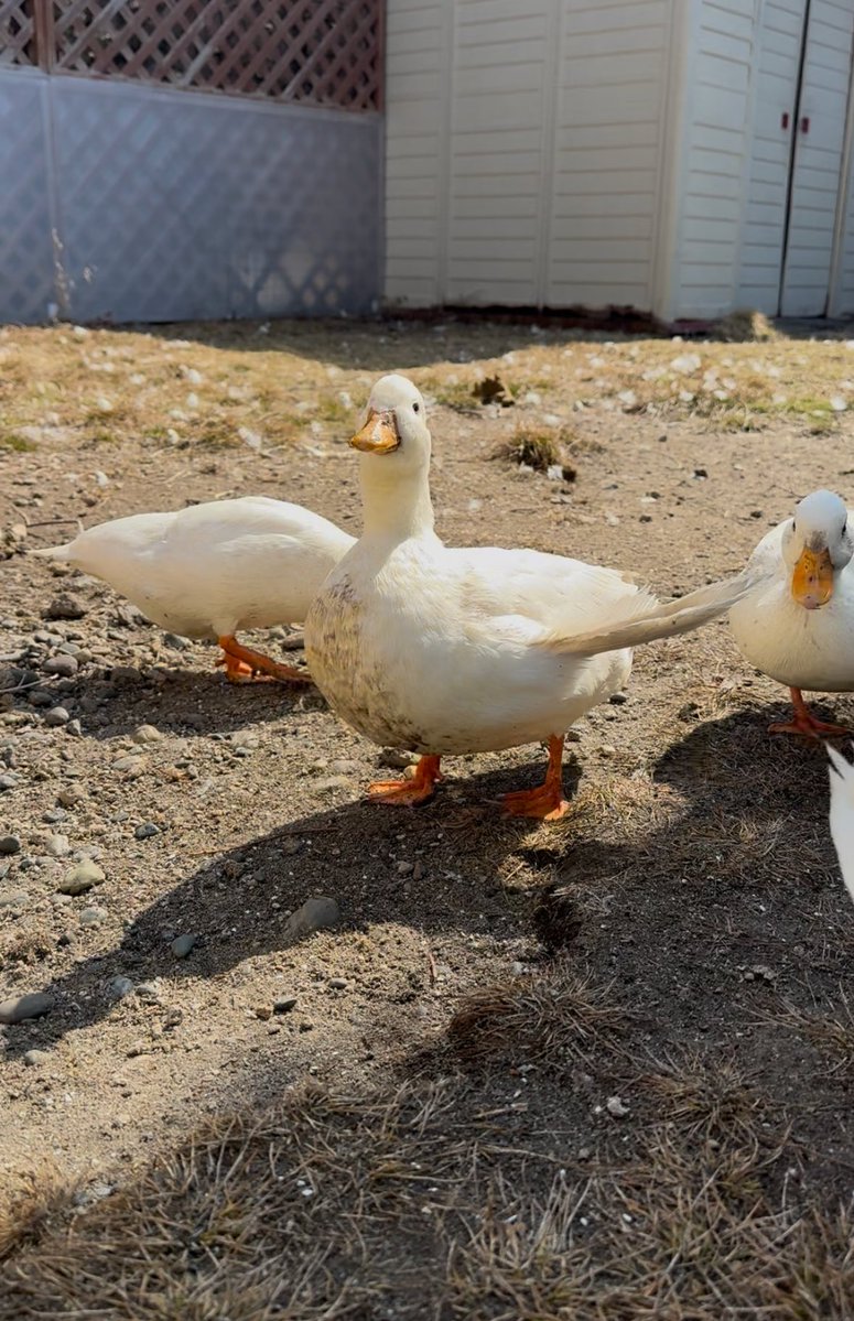 北のぴーちゃんfarm tweet media