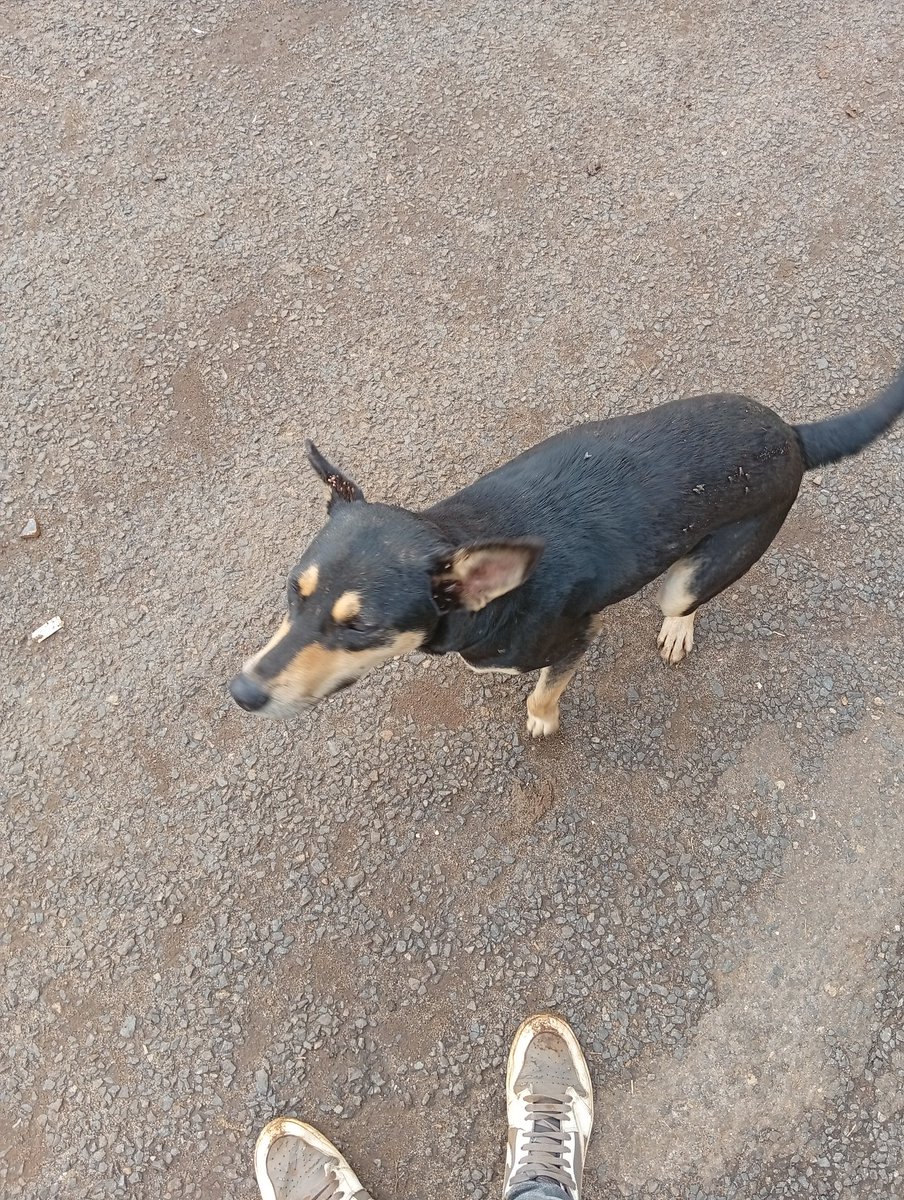 𝙸𝚛𝚒𝚜𝚑 𝙼𝚊𝚗  tweet media