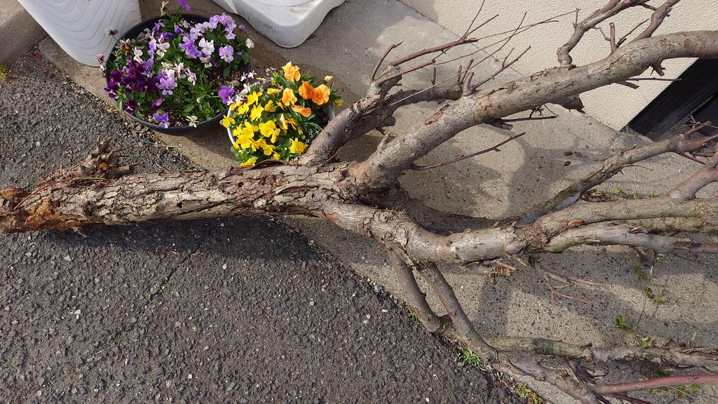 Cat-a-lyst ハンドメイド資材店 tweet media