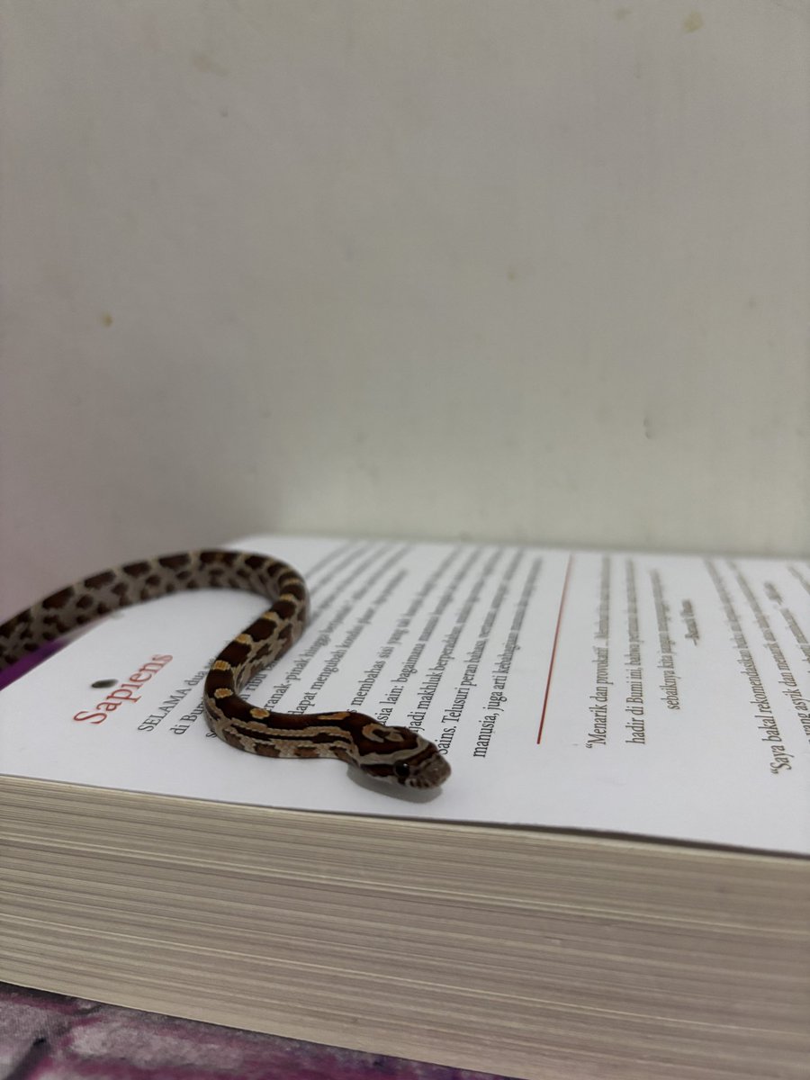 UlvAvMørke🐺 tweet media