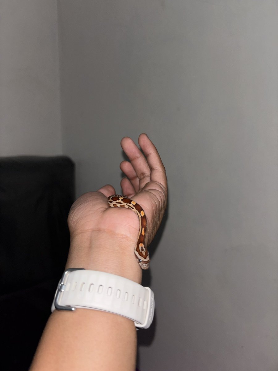 UlvAvMørke🐺 tweet media