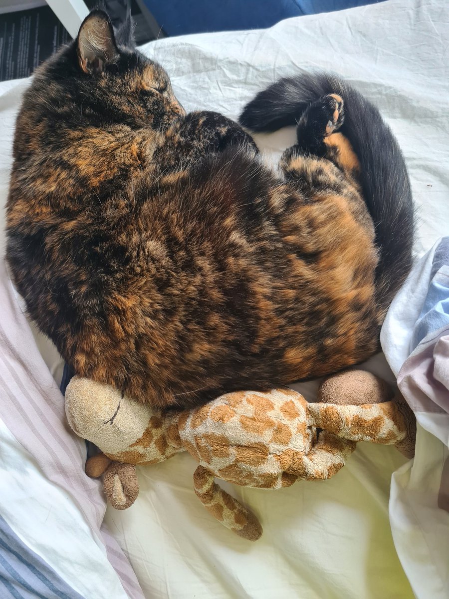 Sunnigs Gmüet 🇸🇪 🪡 🧶 tweet media