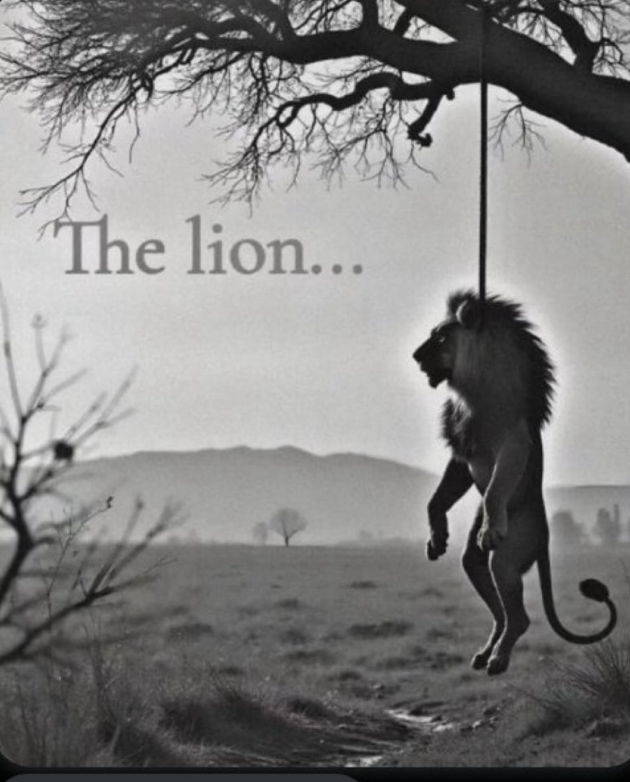 A Rather Dapper Looking Crocodile tweet media