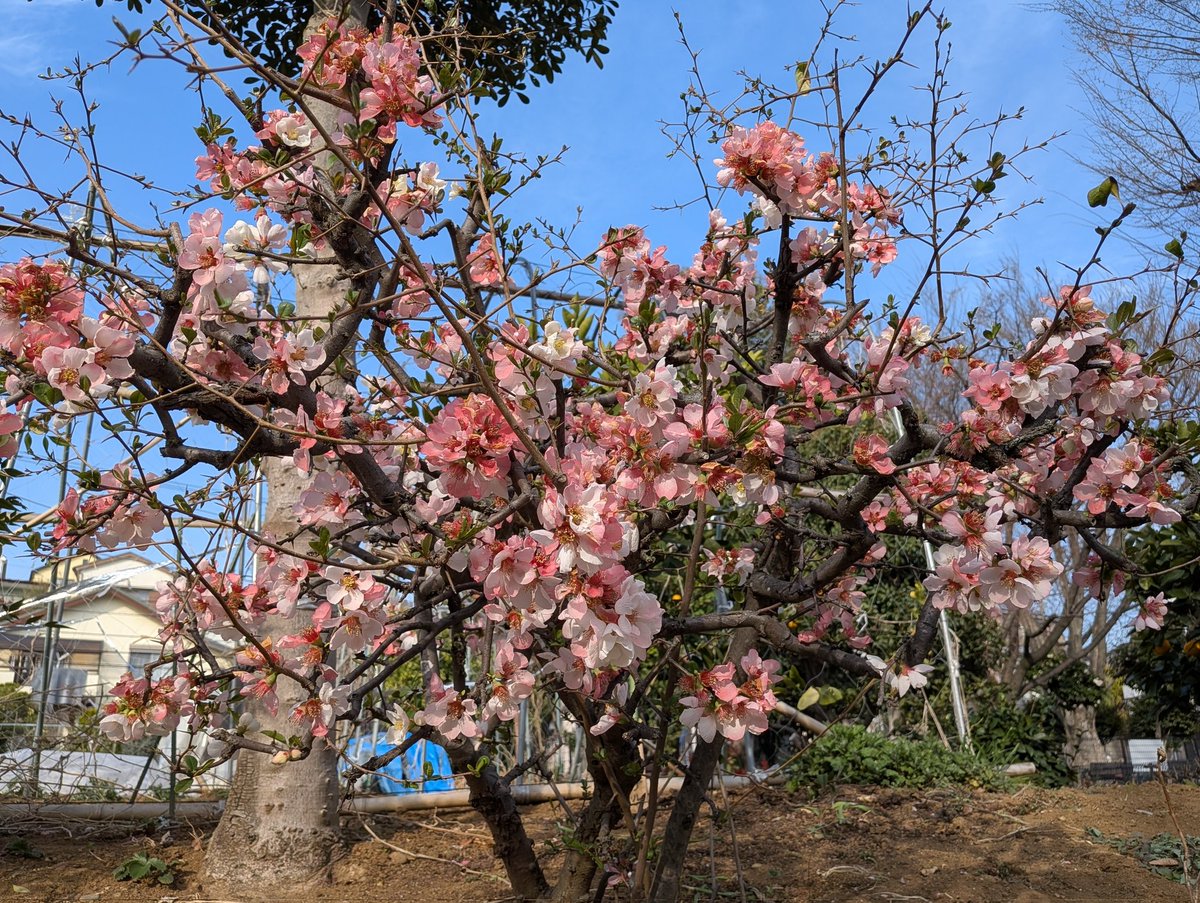 たとたん tweet media