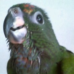 まるこ tweet media