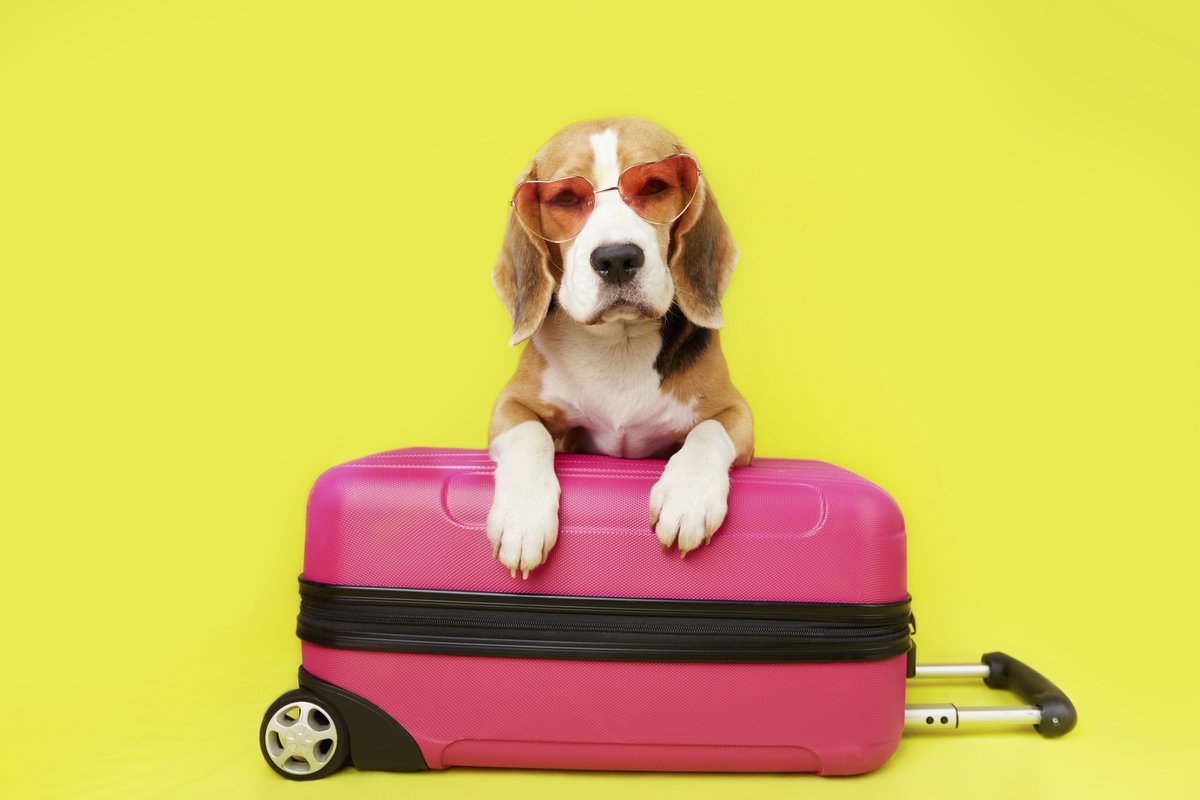 Vous prévoyez voyager à l’étranger avec votre #AnimalDeCompagnie? 
Si vous voyagez en avion, veuillez vérifier la politique de votre compagnie aérienne concernant les passagers voyageant avec des animaux de compagnie. 
ow.ly/Mjs050YhHvp