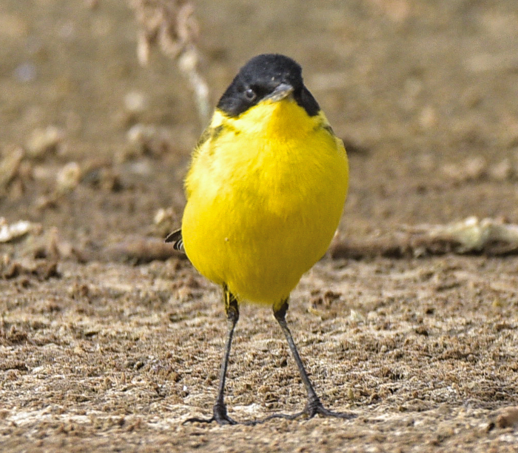 Howard King tweet media