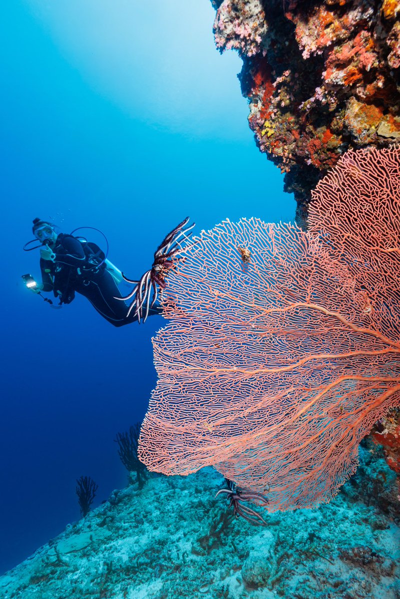 Ocean Dimensions tweet media