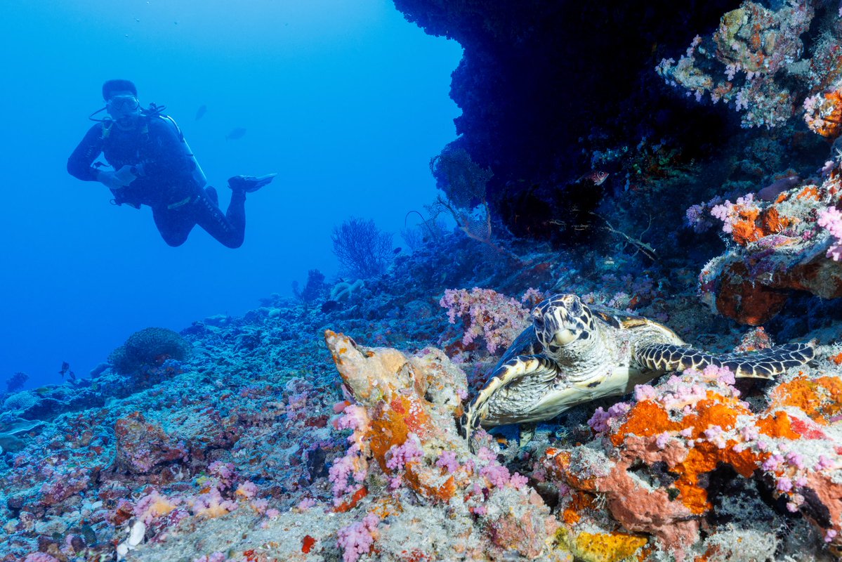 Ocean Dimensions tweet media