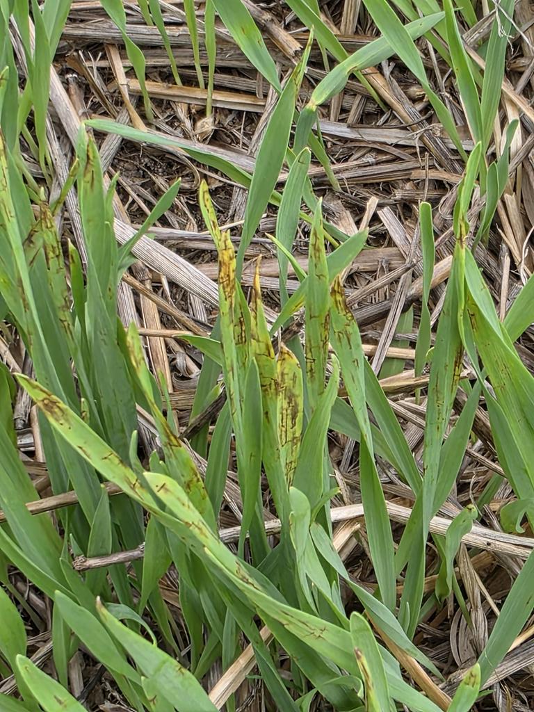 Kithsiri Jayasena tweet media