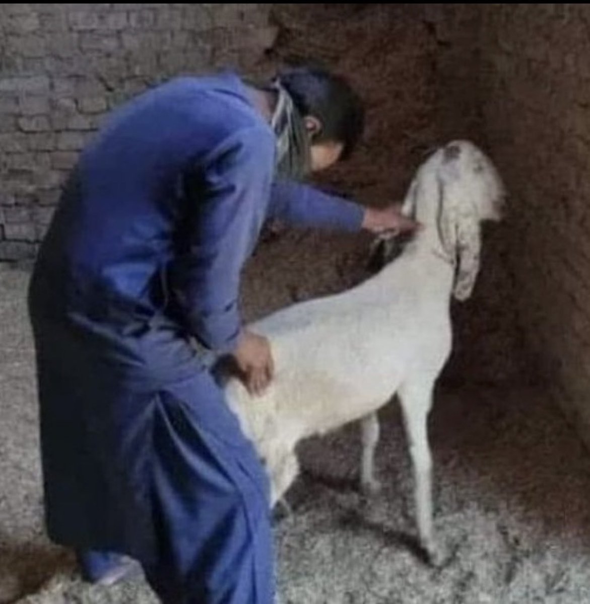 Bravus Morane tweet media