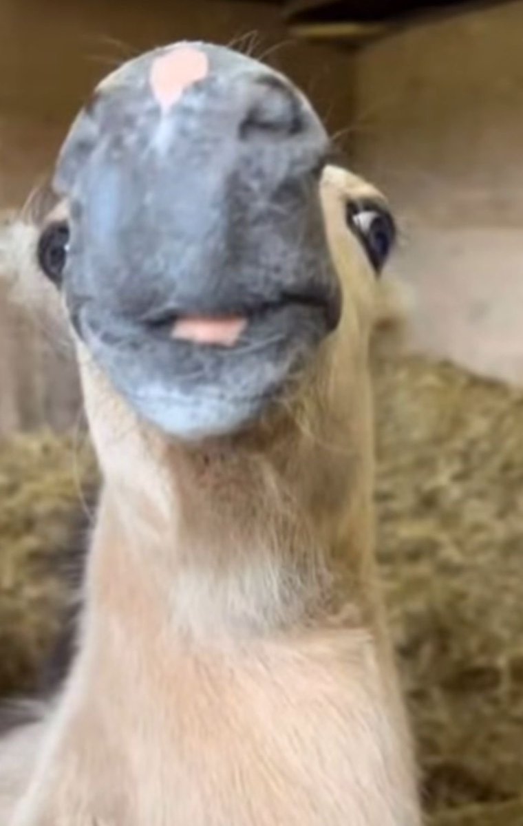 𝐃 𝐀 𝐖 𝐍 💾 tweet media