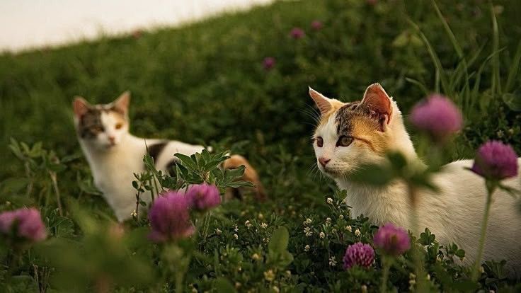 Poet's Photos tweet media