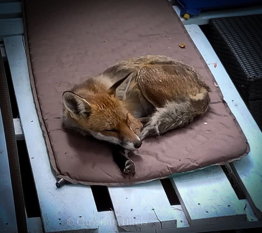 Chris Packham tweet media