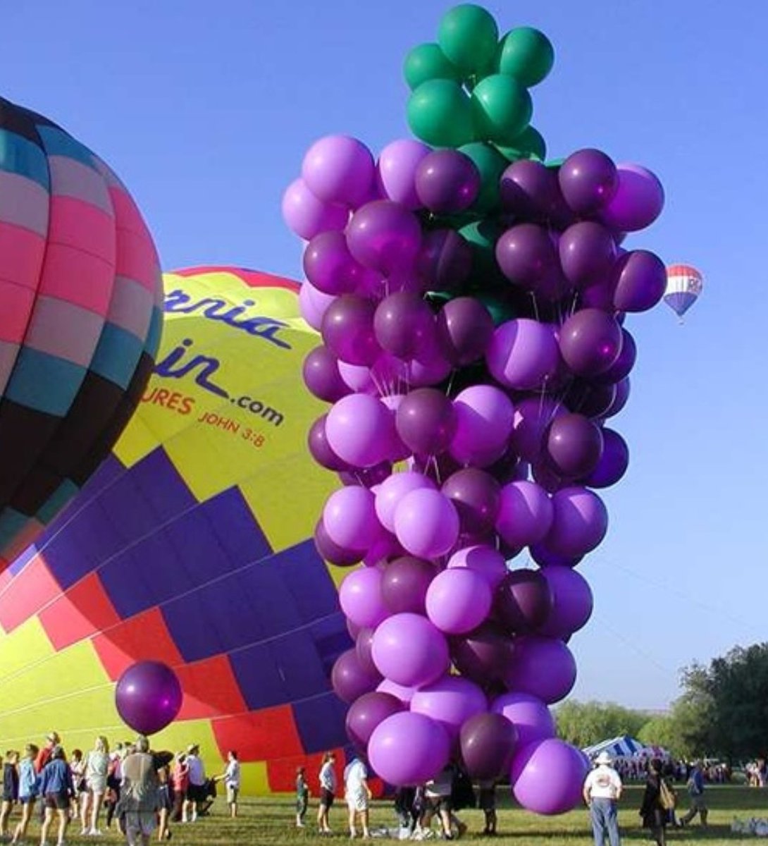 新西兰大肥鸠kererū tweet media