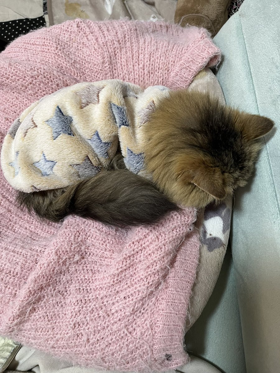 ジュンコ tweet media