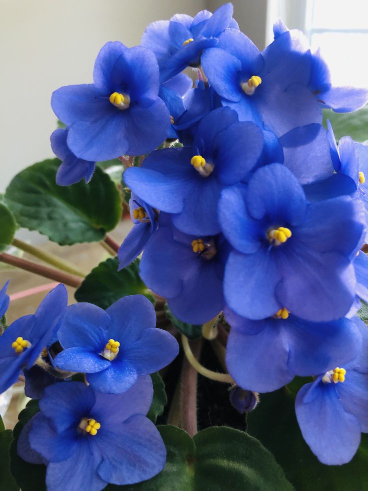 venkovankaJanka tweet media