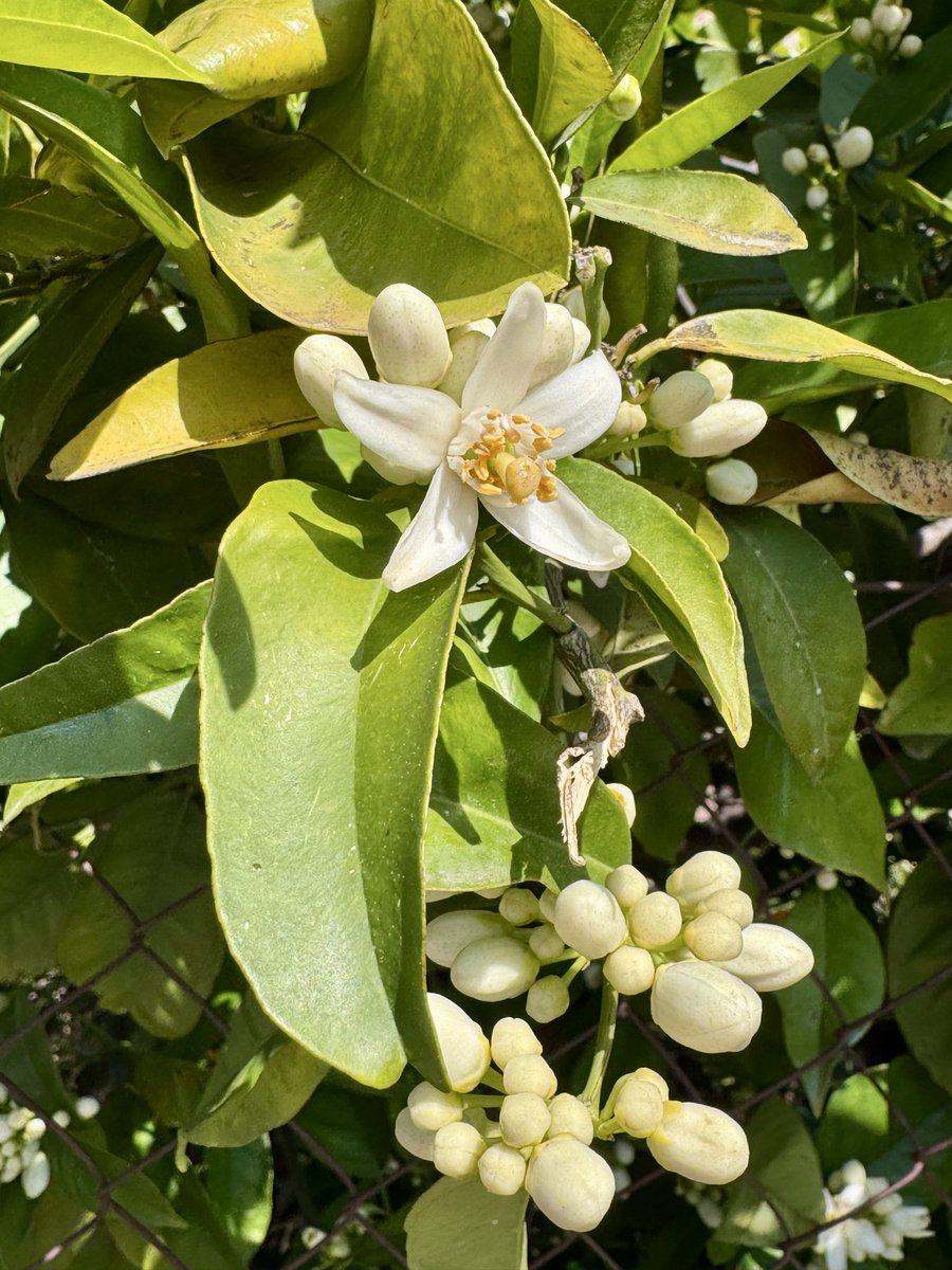 Schaumermal4.1 tweet media