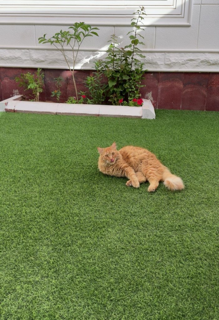 Rahaf 🐎 tweet media