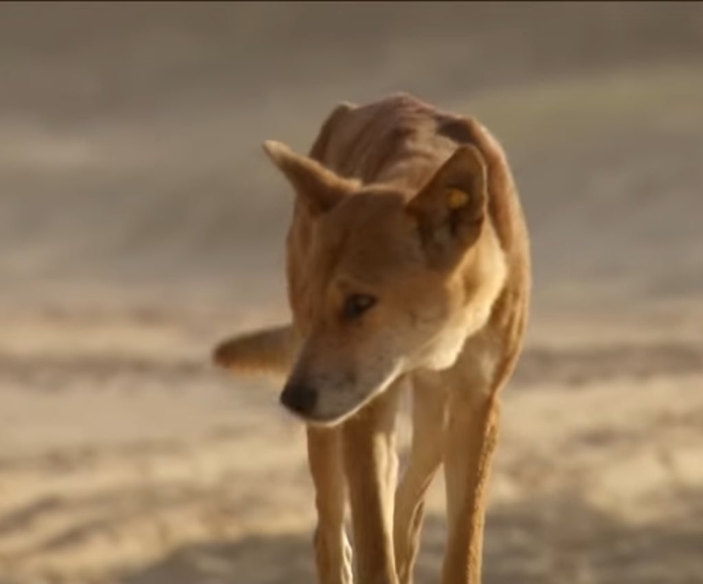 The Pariah Gang of India (Canis pariah) tweet media