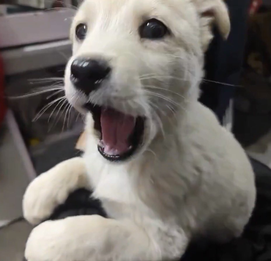 이옹쭈 tweet media