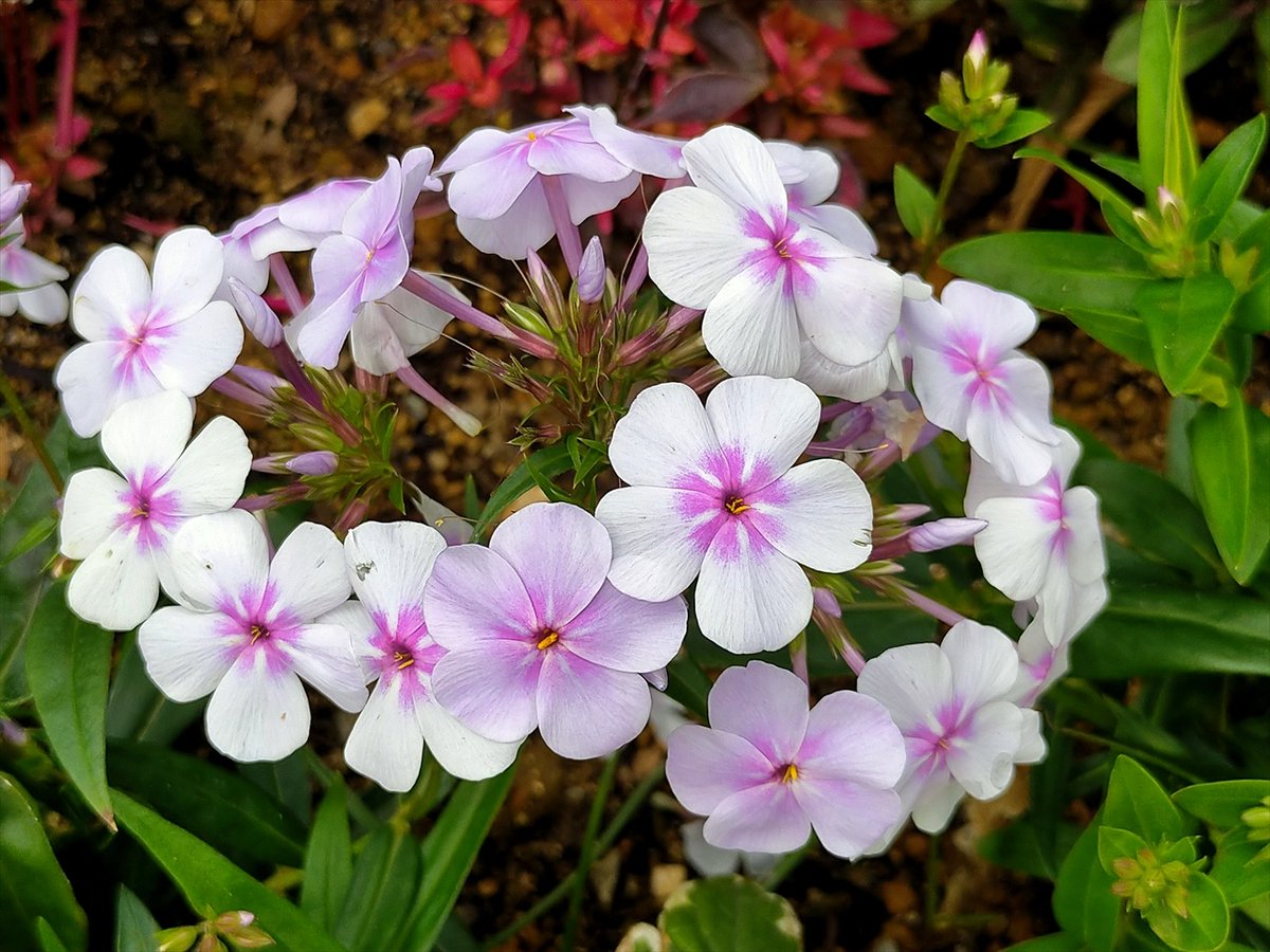 旅先での写真 tweet media