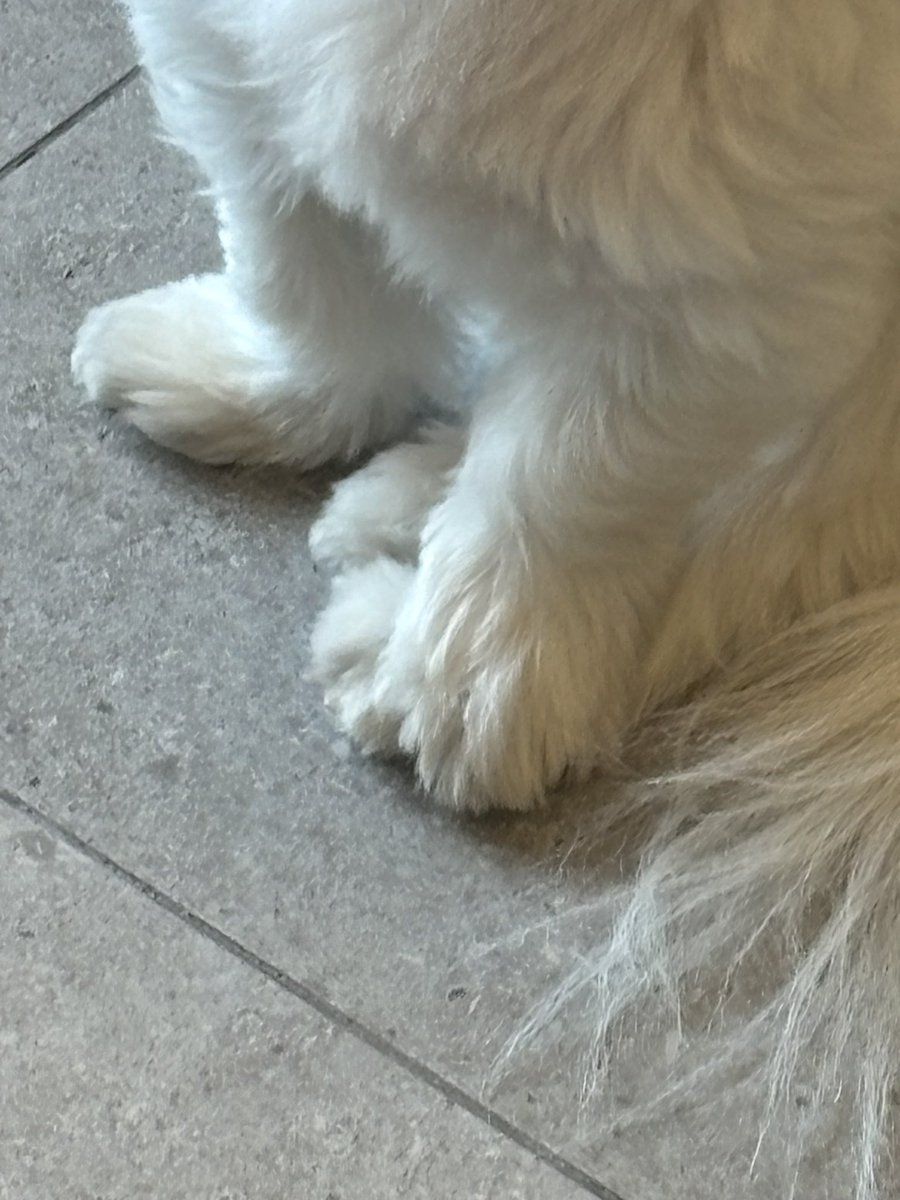 강아지 tweet media