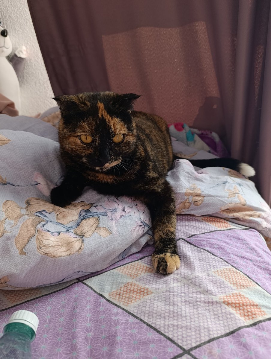 Ms.Venom 🕊️ tweet media