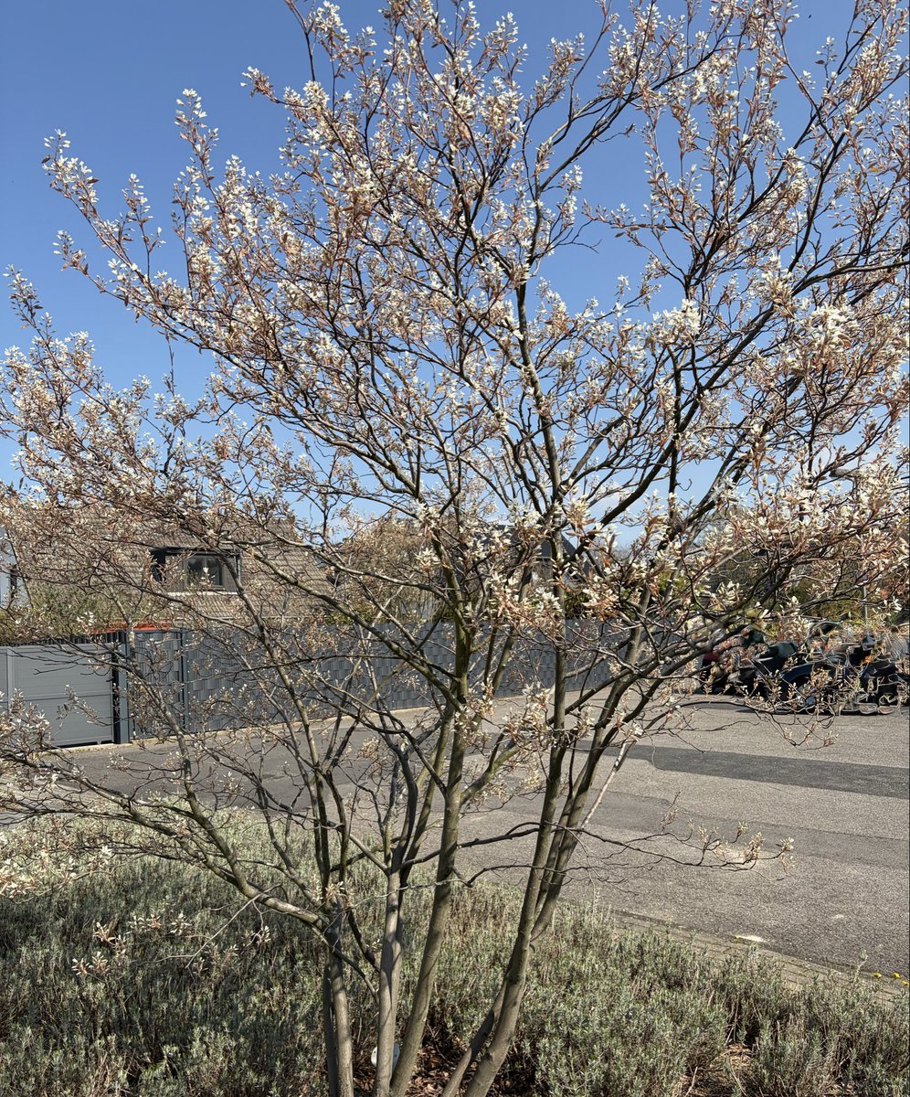 Sofalöwin📯🦋🦋🦋🦋 tweet media