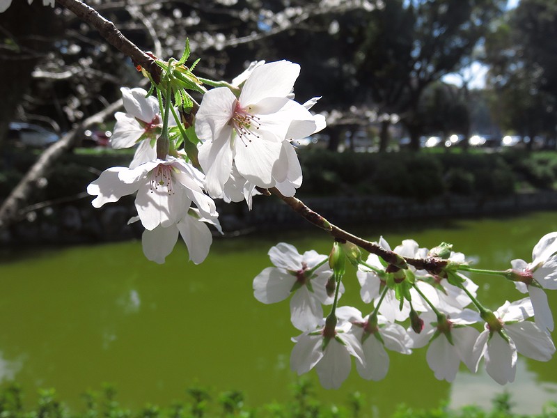 mi84tan3's tweet photo. 今日の桜、#PowerShot SX710HS で撮影
#写真撮ってる人と繋がりたい #写真好きな人と繋がりたい #コンデジ #TLを花でいっぱいにしよう https://t.co/LzdOk5yIZD