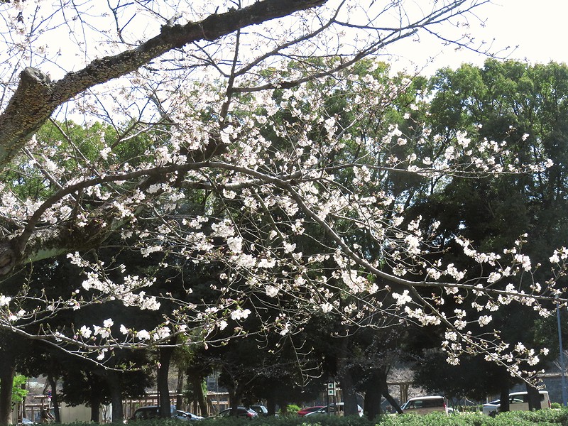 mi84tan3's tweet photo. 今日の桜、#PowerShot SX710HS で撮影
#写真撮ってる人と繋がりたい #写真好きな人と繋がりたい #コンデジ #TLを花でいっぱいにしよう https://t.co/LzdOk5yIZD