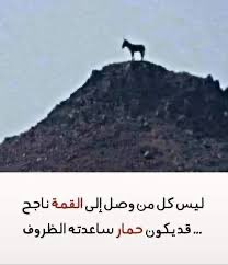 حماروف الاحتياطي tweet media