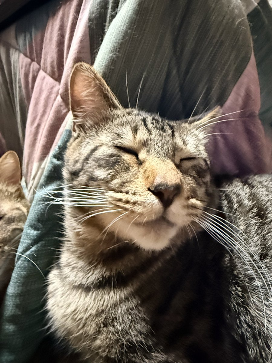 ピカルん❤️‍🔥(◆`ㅅ´◆) tweet media