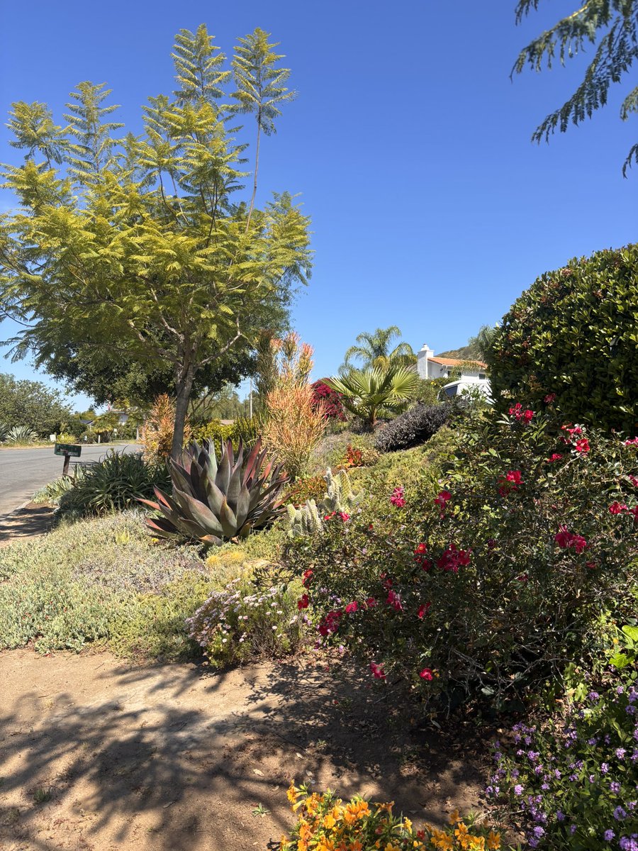 dalehauskins's tweet image. Blazing past one's prime parching in #Poway, with photographs from east Los Angeles @PicoRiveraCity lifelong guitarist Dale.
#Escondido #RanchoBernardo, #SabreSprings #ScrippsRanch #RanchoPeñasquitos.