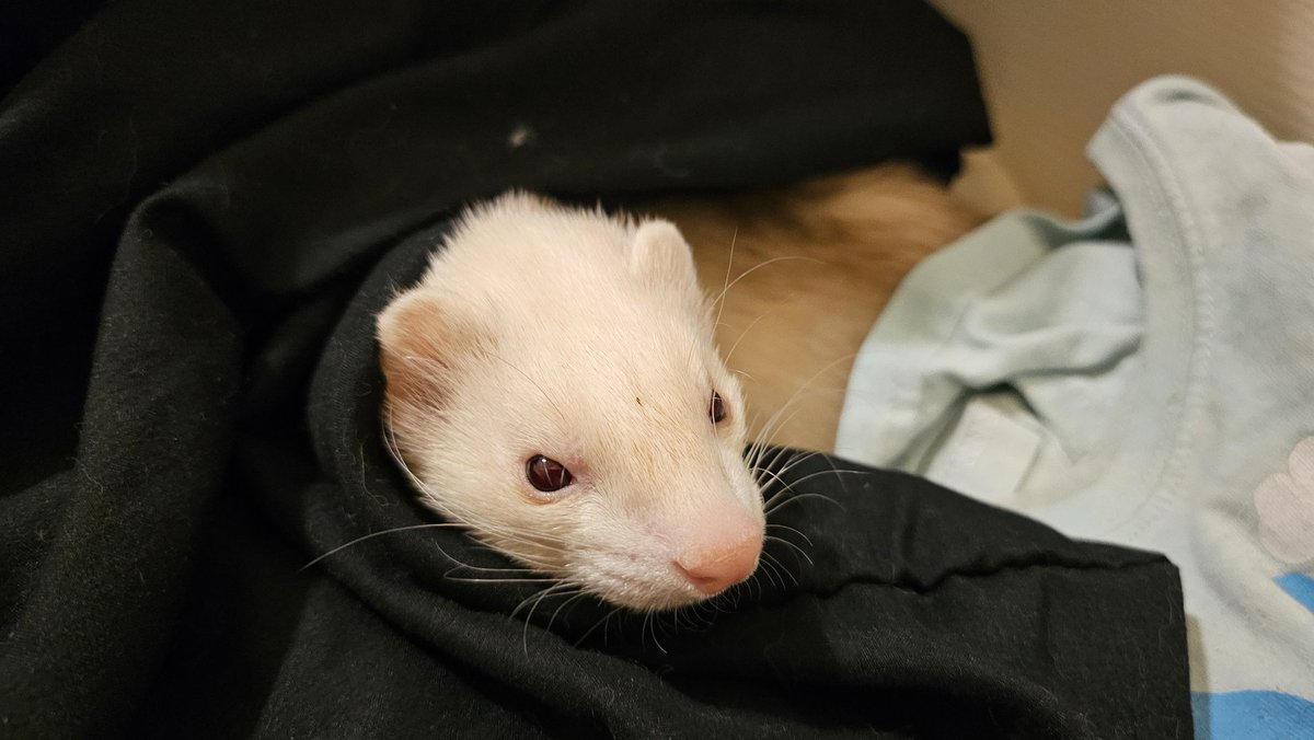 Pirate Software tweet media