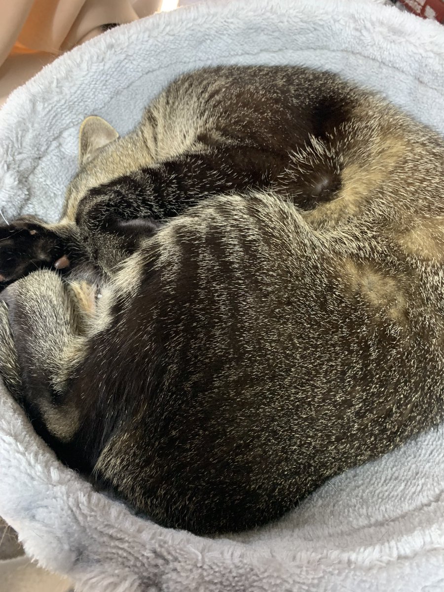 おうどん tweet media