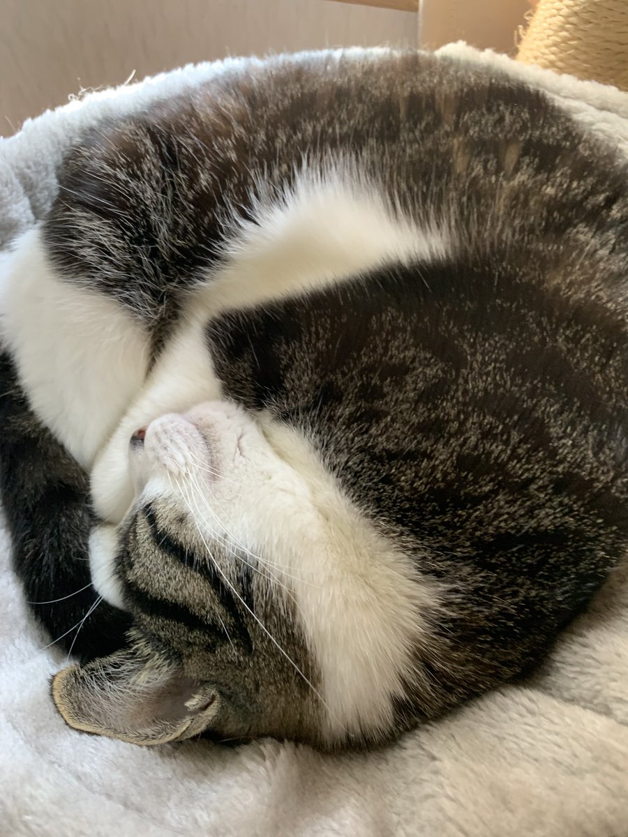 おうどん tweet media