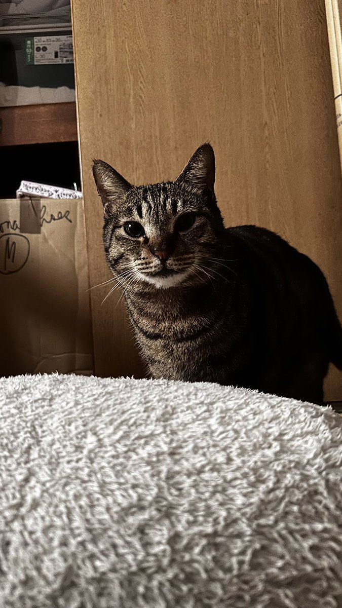 チャイギ tweet media