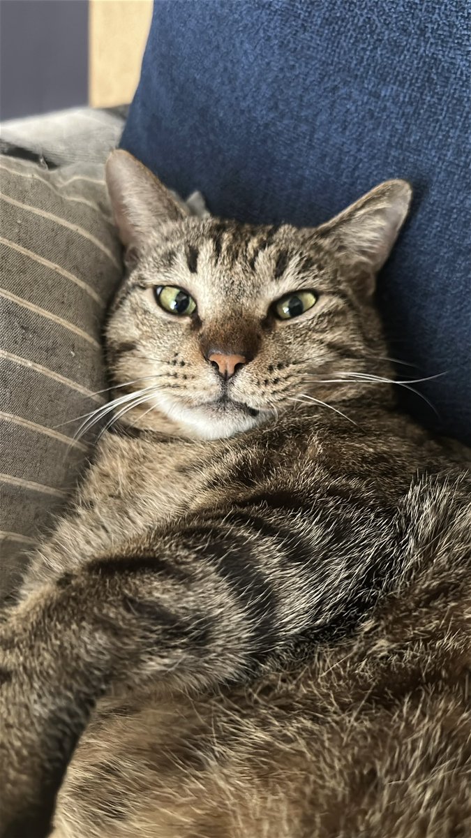 チャイギ tweet media