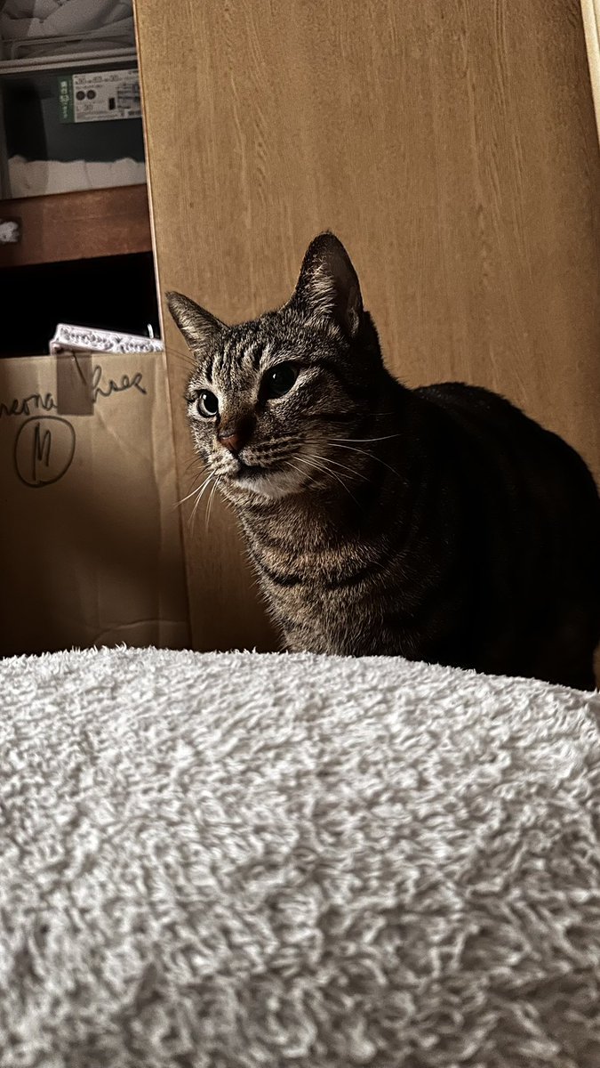 チャイギ tweet media